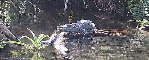 crocodile at la tovara