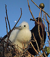 majestic frigate birds on isabela island, pacific ocean, mexico