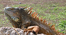 iguana on isabela island, pacific ocean, mexico