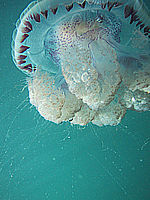 jellyfish at platanitos reef