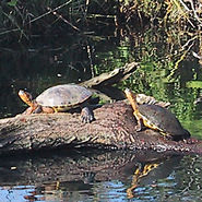 turtles