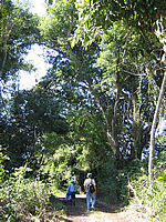 walking in the singayta jungle